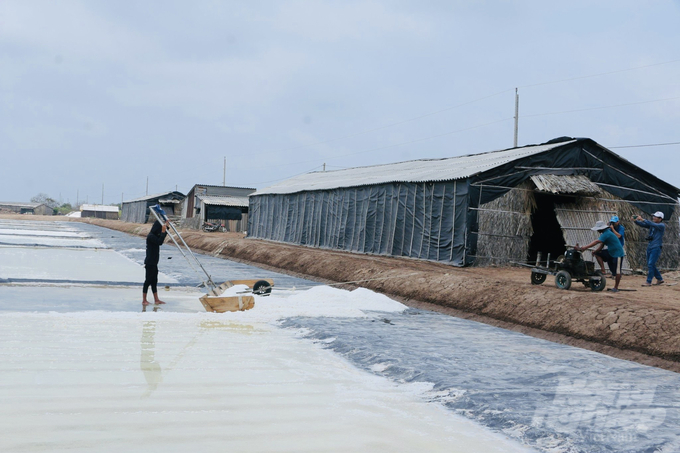 Bạc Liêu đặt mục tiêu đến năm 2030, duy trì diện tích sản xuất muối 1.500 ha, sản lượng muối đạt 66.000 tấn/năm. Ảnh: Trọng Linh.