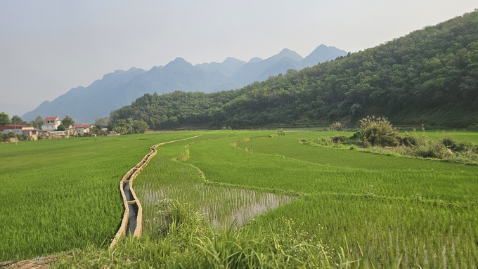 Vùng sản xuất lúa của xã Mường So (huyện Phong Thổ, Lai Châu). Ảnh: H.Đ.