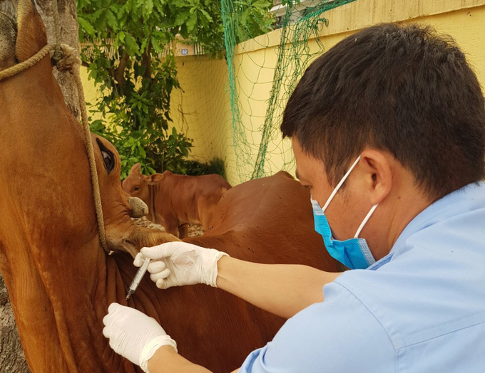 Tỷ lệ tiêm phòng vacxin cho vật nuôi thấp là nguyên nhân chính dẫn đến lây lan dịch bệnh. Ảnh: Việt Khánh.
