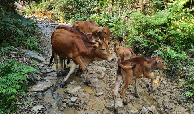Đồng bào miền núi tại địa bàn Nghệ An vẫn duy trì thói quen thả rông gia súc trong rừng. Ảnh: Việt Khánh.