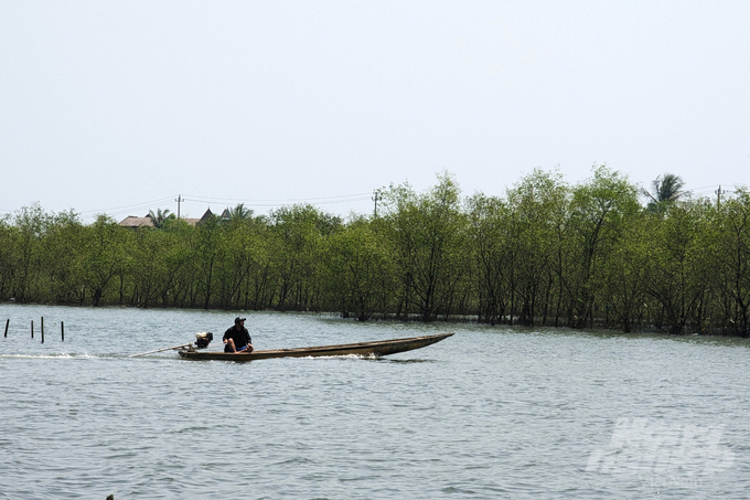 Một dự án trồng rừng ngập mặn đạt hiệu quả tại phá Tam Giang, tỉnh Thừa Thiên - Huế. Ảnh: Công Điền.