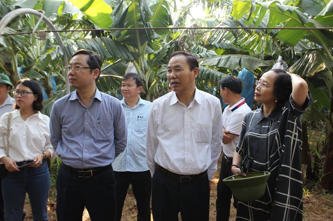 Viện Di truyền Nông nghiệp và Công ty Việt Phúc cần tiến hành nhanh các thủ tục để giống chuối C1.22 và C2.22 sớm được công nhận. Ảnh: Tuấn Anh.