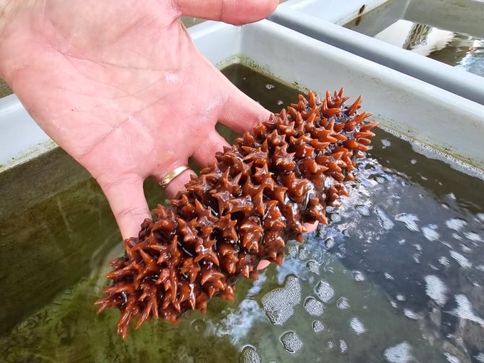 Research Institute for Aquaculture III conducting research on spiky sea cucumber breeds. Photo: Hoang Anh.