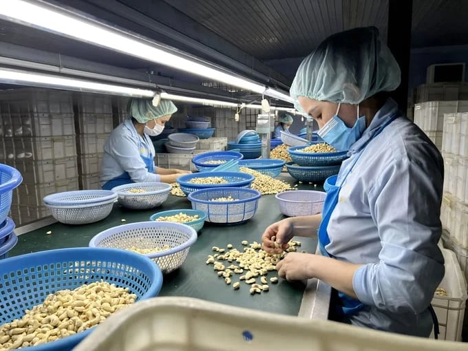 Processing cashew kernels for export. Photo: Thanh Son.