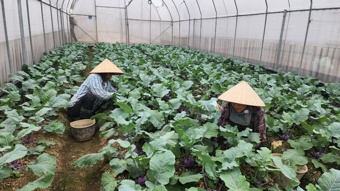 Mô hình trồng rau của HTX Nông nghiệp công nghệ cao Đại Đồng là mô hình hiếm hoi được công nhận đạt chuẩn hữu cơ ở Hải Phòng. Ảnh: Đinh Mười.