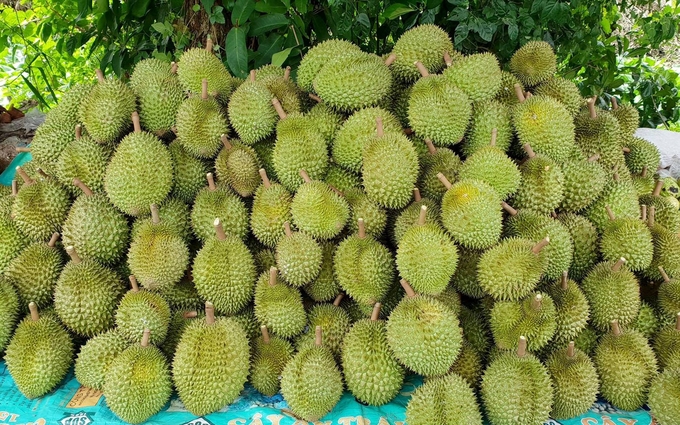 Durian prices in the Southeast and other regions are at high levels. Photo: Son Trang.