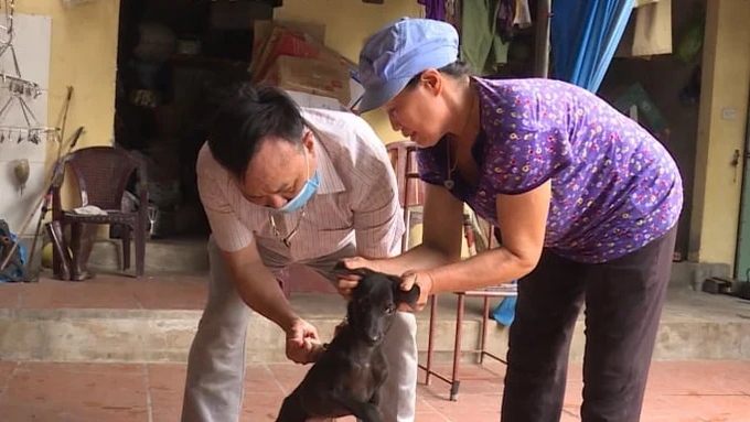 Tỉ lệ tiêm vacxin phòng dại trên đàn chó, mèo ở Lạng Sơn rất thấp. Ảnh: Nguyễn Thành.