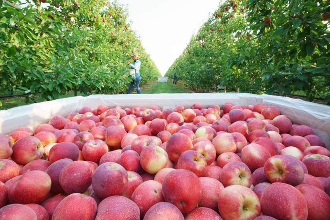 Apples are grown and harvested in Washington state, USA. Photo: Produce Report.