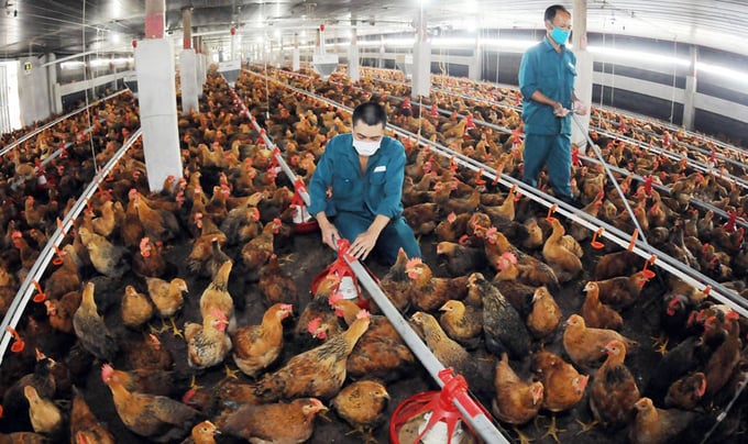 Vietnam aims to establish disease-free livestock production areas aimed at export towards the end of 2024. Photo: Hung Khang.