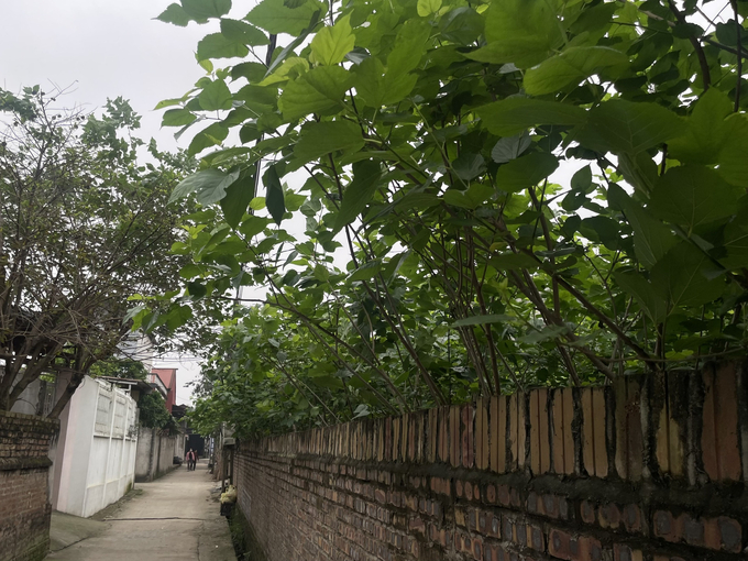Trung bình mỗi hộ dân trong làng Tiếu đều sở hữu một vườn dâu với những cây có tuổi đời lên tới hơn nửa thế kỷ, tuy nhiên, số cây được sử dụng cho nghề nuôi tằm hiện nay không nhiều. Ảnh: Minh Toàn.