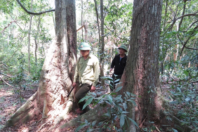 Lực lượng bảo vệ rừng chuyên trách huyện Quảng Ninh tuần tra rừng ở khu vực sát biên giới. Ảnh: T. Đức.