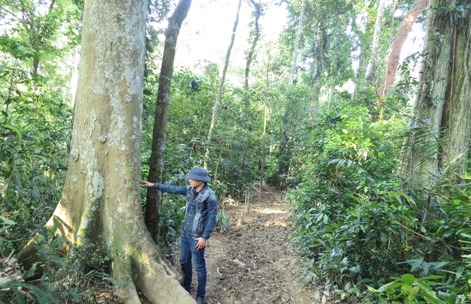 Rừng tự nhiên ở Quảng Bình có trữ lượng gỗ khá cao và được bảo vệ tốt trong thời gian qua. Ảnh: T. Đức.