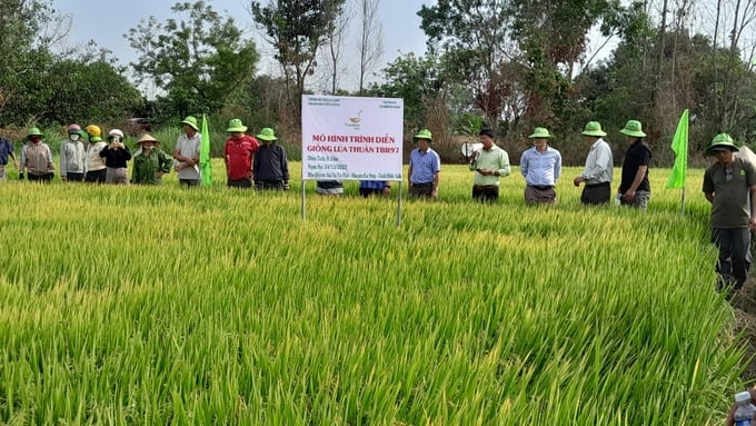 Theo đánh giá của Trạm Khuyến nông huyện Ea Súp, giống lúa TBR97 phù hợp triển khai diện rộng trên địa bàn. Ảnh: Quang Yên.