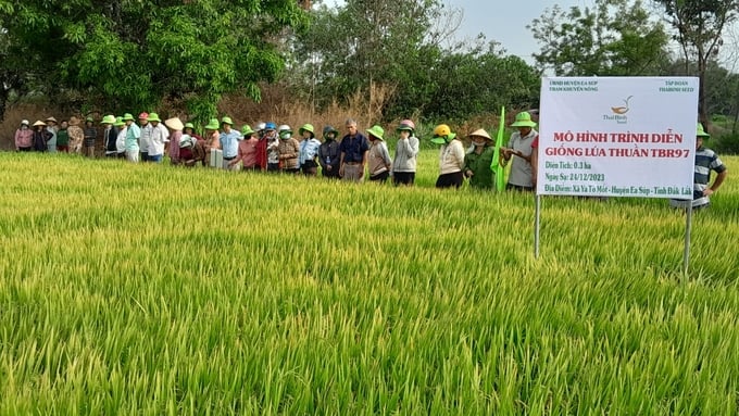 Giống lúa TBR97 trồng thử nghiệm tại huyện Ea Súp thành công ngoài kỳ vọng. Ảnh: Quang Yên.