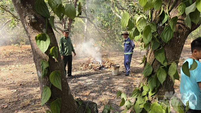 Gia đình ông Nguyễn Văn Lực đang canh tác cây điều xen canh với cây tiêu trên diện tích hơn 2ha và ông đã nhận giao khoán trồng 300 cây gỗ lớn tại lâm phận thuộc Phân trường Lán Cát. Ảnh: Minh Sáng.