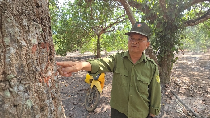 Những cây gỗ lớn được Ban quản lý rừng phòng hộ Xuân Lộc quản lý rất chặt chẽ bằng phương pháp đánh số hóa từng cây rừng. Ảnh: Minh Sáng.