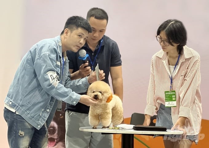 In addition to caring for and beautifying pets, experts recommend that dogs and cats be vaccinated against rabies for the first time when they are 3 months old and re-vaccinated annually. Photo: Nguyen Thuy.