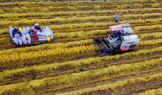 Harvesting rice crop in Hau Giang province. Photo: An Binh