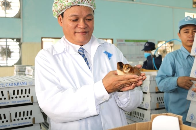 Công ty TNHH Giống gia cầm Cao Khanh đã liên kết chăn nuôi, tiêu thụ gà thả đồi trên địa bàn huyện Hoài Ân. Ảnh: V.Đ.T.