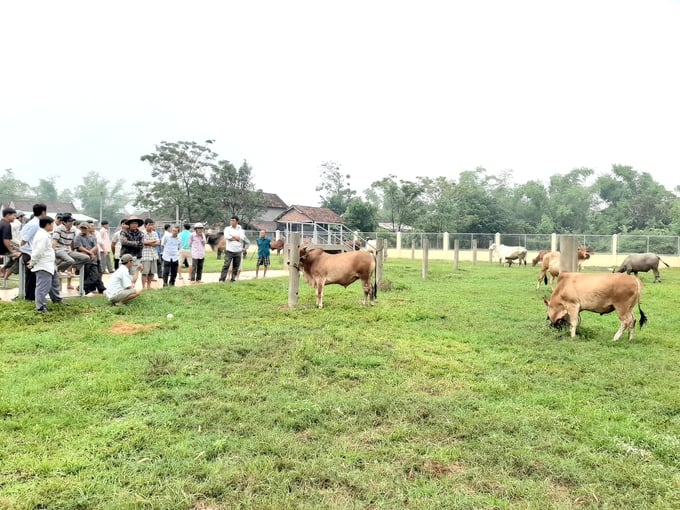 UBND tỉnh Bình Định hỗ trợ kinh phí để tổ chức cuộc hội thi bò lai với mức kinh phí 230 triệu đồng. Ảnh: VĐT.