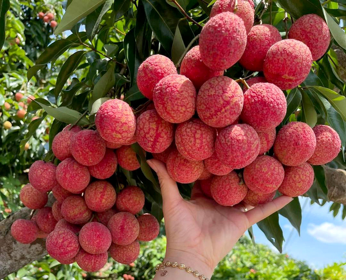 Bà Amy Nguyễn, đại diện Công ty Dragonberry Produce cho hay, hiện đơn vị đang đánh giá chất lượng quả vải để xuất khẩu và phân phối tại thị trường Mỹ trong thời gian tới. Ảnh: TL.