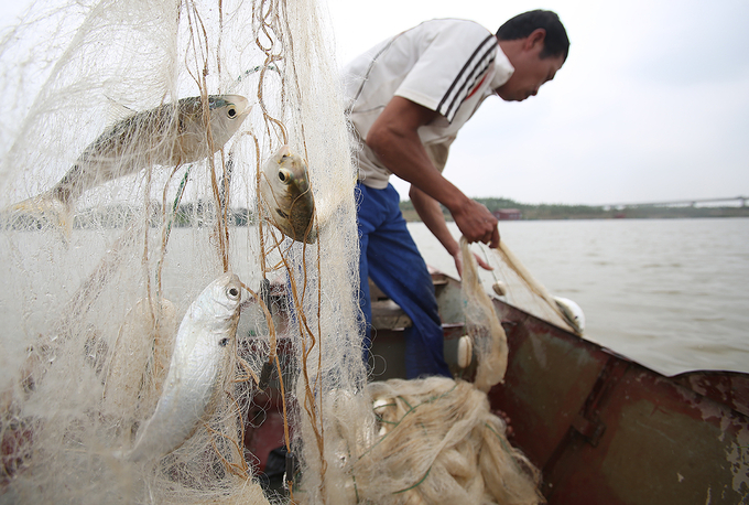 Giăng lưới bắt cá mòi trên sông Hồng, đoạn qua địa phận tỉnh Hưng Yên.