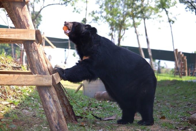 Những cá thể gấu đang sống ngoài bán tự nhiên tại Vườn quốc gia Bạch Mã. Ảnh: AAF.