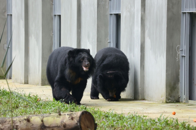 Trung tâm Cứu hộ Gấu Việt Nam II tại Vườn quốc gia Bạch Mã hiện có công suất đón 60 cá thể gấu. Ảnh: AAF.
