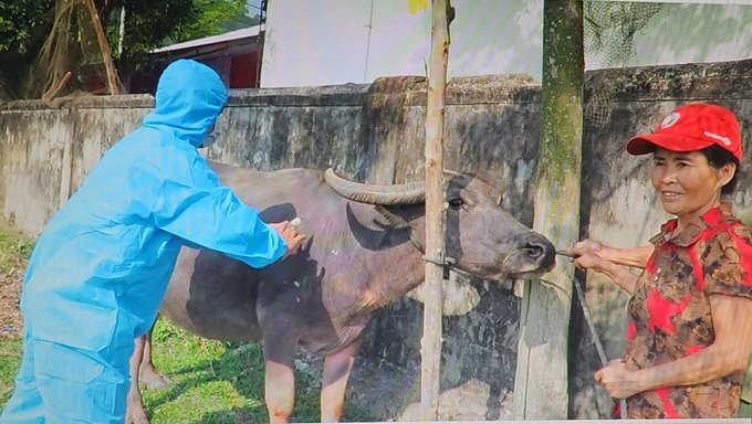 Cán bộ thú y huyện Bố Trạch lên lịch tiêm phòng đàn gia súc cho từng thôn tạo thuận lợi cho người chăn nuôi. Ảnh: T. Phùng.