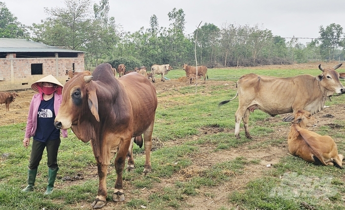 Người chăn nuôi xã Hòa Trạch chủ động trong việc tiêm vacxin phòng bệnh cho đàn bò. Ảnh: T. Phùng.