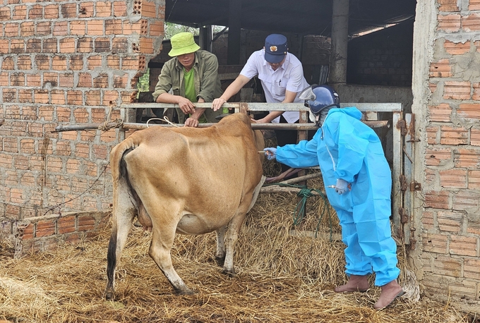 Cán bộ thú y huyện Bố Trạch lên lịch tiêm phòng đàn gia súc cho từng thôn tạo thuận lợi cho người chăn nuôi. Ảnh: T. Phùng.