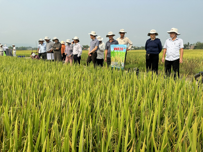 Tại khu vực Duyên hải miền Trung, qua từng năm, giống lúa VNR20 ngày càng được bà con nông dân nhiều tỉnh mở rộng diện tích sản xuất. Ảnh: L.K. 