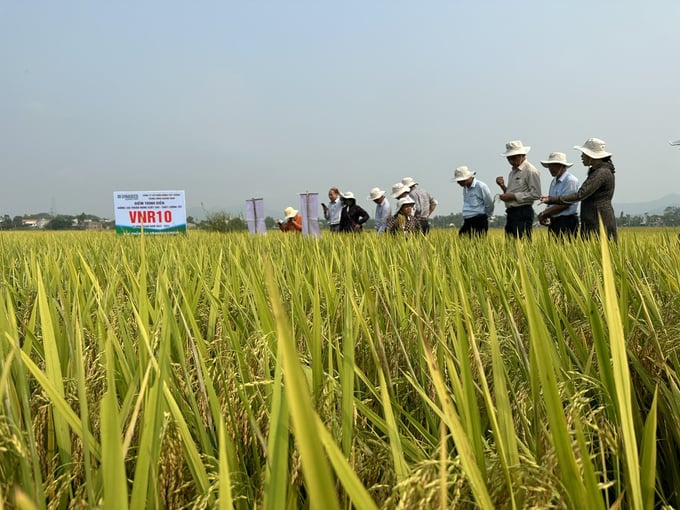 Hiện nay, giống lúa VNR10 đã được đưa vào cơ cấu chủ lực trong vụ hè thu ở TP Đà Nẵng. Ảnh: L.K.