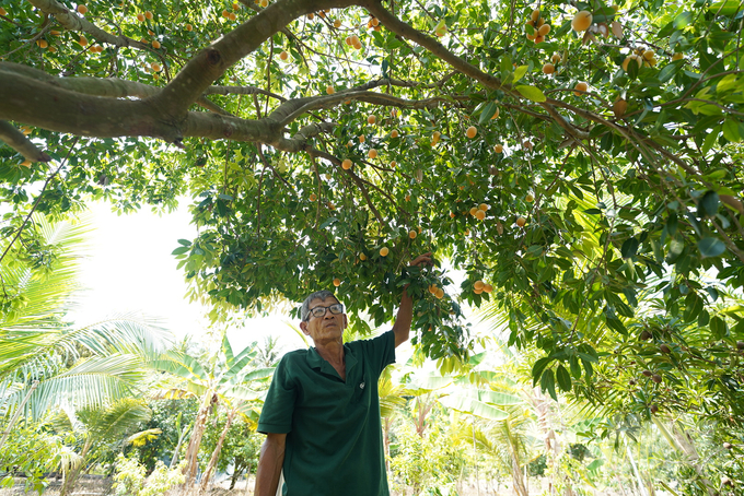 Ông Huỳnh Văn Cập ở xã Đông Thành, thị xã Bình Minh đang chuẩn bị thu hoạch vườn thanh trà ngọt với khoảng hơn 1ha. Ảnh: HT.