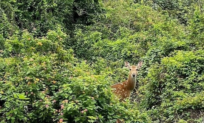 People discovered the individual sika deer on April 9. Photo: Dinh Muoi.