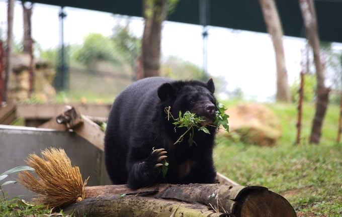 A tibetan bear plays in a semi-natural area at Bach Ma National Park. Photo: AAF.