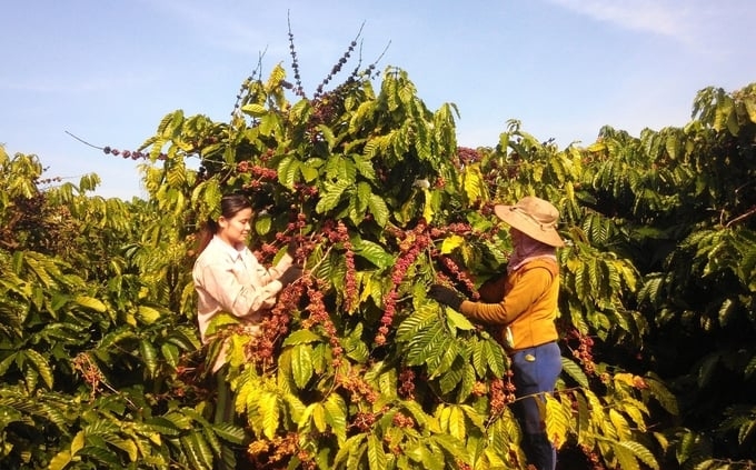 Gia Lai Coffee meets the EUDR. Photo: Dang Lam.