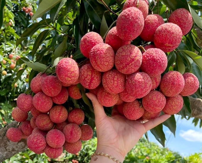 Ms. Amy Nguyen, representative of Dragonberry Produce Company, said that the company is currently evaluating the quality of lychees for export and distribution in the US market in the near future. Photo: TL.