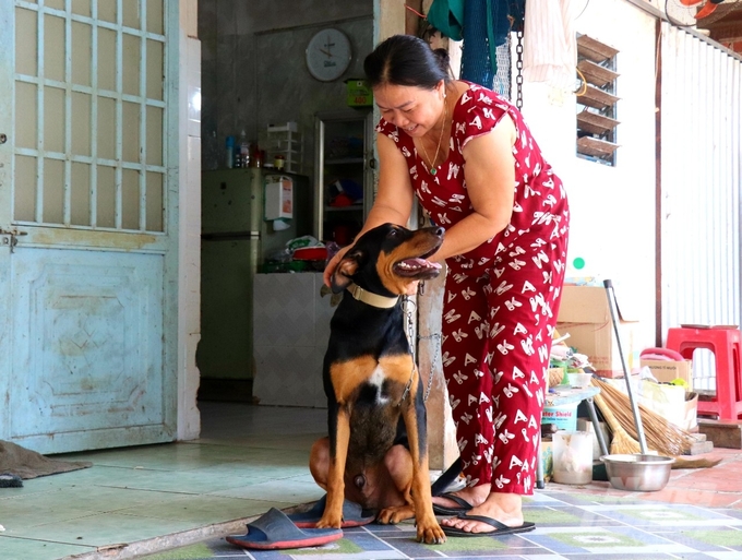 TP. Cần Thơ có trên 28.200 hộ nuôi chó với tổng đàn 47.806 con. Xu hướng chăn nuôi chó tại Cần Thơ chủ yếu là nuôi chó kiểng, chó giữ nhà. Ảnh: Kim Anh.