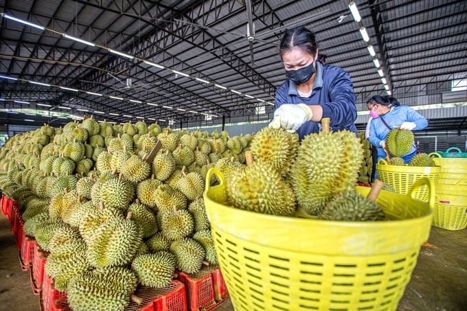 Workers transport durian to a processing factory in Chanthaburi province, Thailand, in May 2022. Photo: Xinhua.