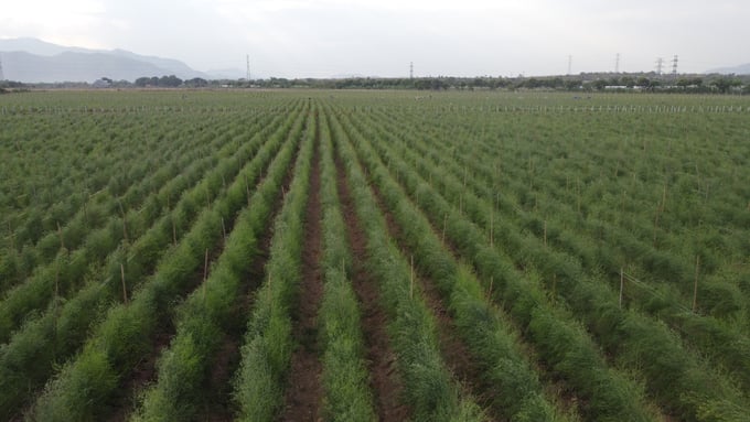 Cánh đồng măng tây xanh ứng dụng công nghệ cao của Công ty CP Giống cây trồng Nha Hố. Ảnh: M.P.