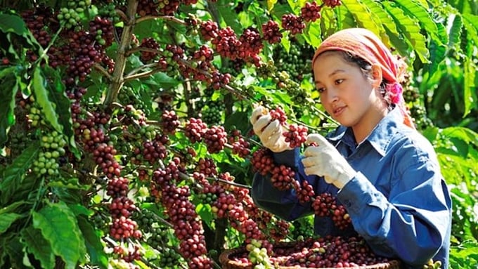 Update the latest domestic and world coffee prices on 04/10/2024