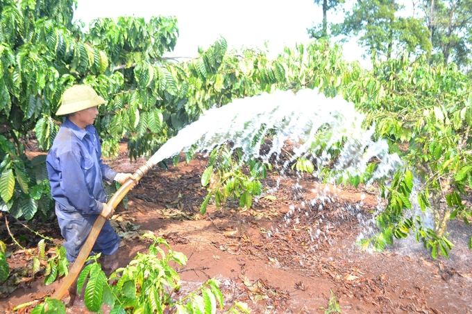 Tưới tràn chưa thực sự mang lại hiệu quả. Ảnh: Đăng Lâm.