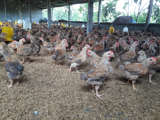 Đối với cơ sở sản xuất động vật trên cạn, Dự thảo Nghị định quy định: gà, vịt, ngan, ngỗng, bồ câu sẽ được nhận hỗ trợ 35.000 đồng/kg hơi. Ảnh: PT.