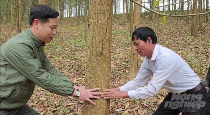 Rừng trồng theo tiêu chuẩn FSC giúp nhiều nông dân ở huyện Thạch Thành, tỉnh Thanh Hóa có thu nhập cao. Ảnh: Quốc Toản.