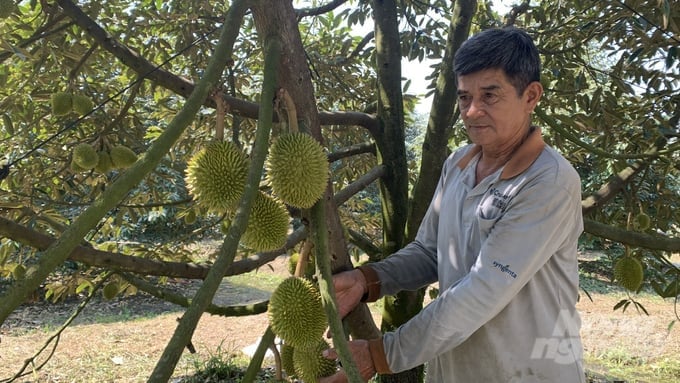 With the current selling price, many durian farmers are making over VND 1 billion/ha in profit. Photo: Ho Thao