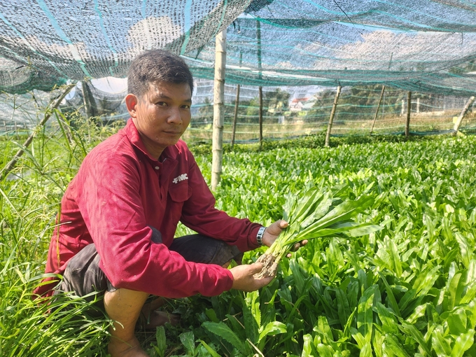 Cây ngò gai trồng theo tiêu chuẩn VietGAP phát triển tốt, năng suất cao, chất lượng tốt. Ảnh: PC.