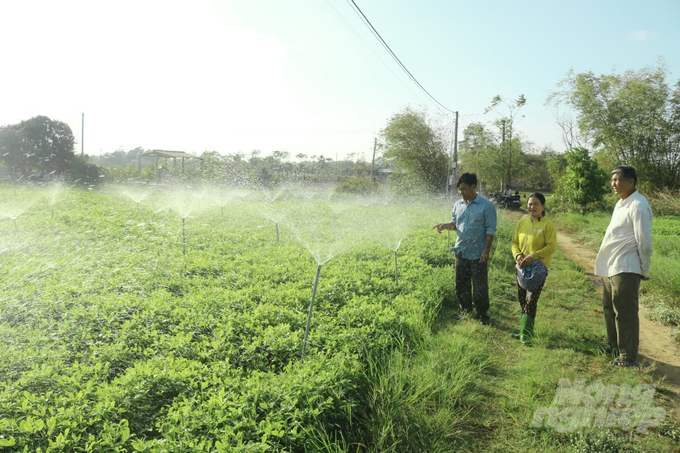 Áp dụng công nghệ tưới nhỏ giọt giúp người dân ấp Huyền Đức tiết kiệm nước tưới trong mùa khô hạn. Ảnh: Hồ Thảo.