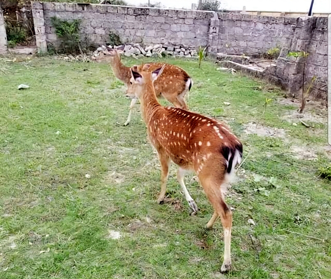 The sika deers on the first day were brought to Bach Long Vy island.