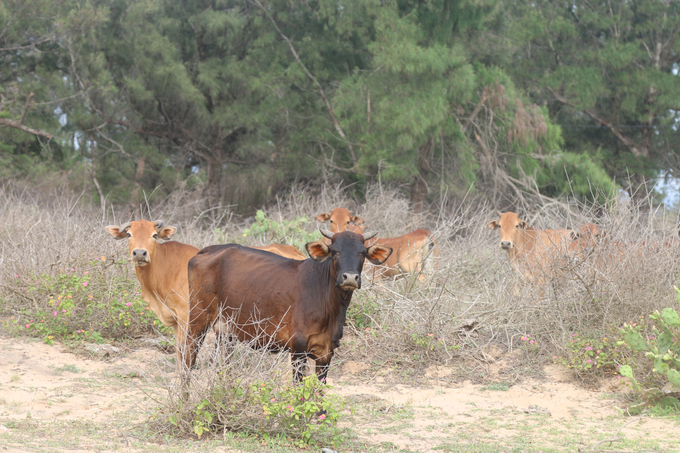 The climate on Bach Long Vy island is very harsh, making animal husbandry difficult. Photo: Dinh Muoi.